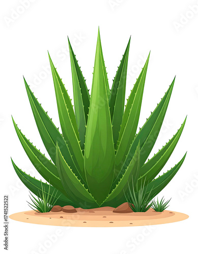 A vibrant aloe vera plant in a sandy patch