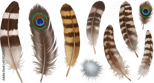 Black feather isolated on white background vector illustration