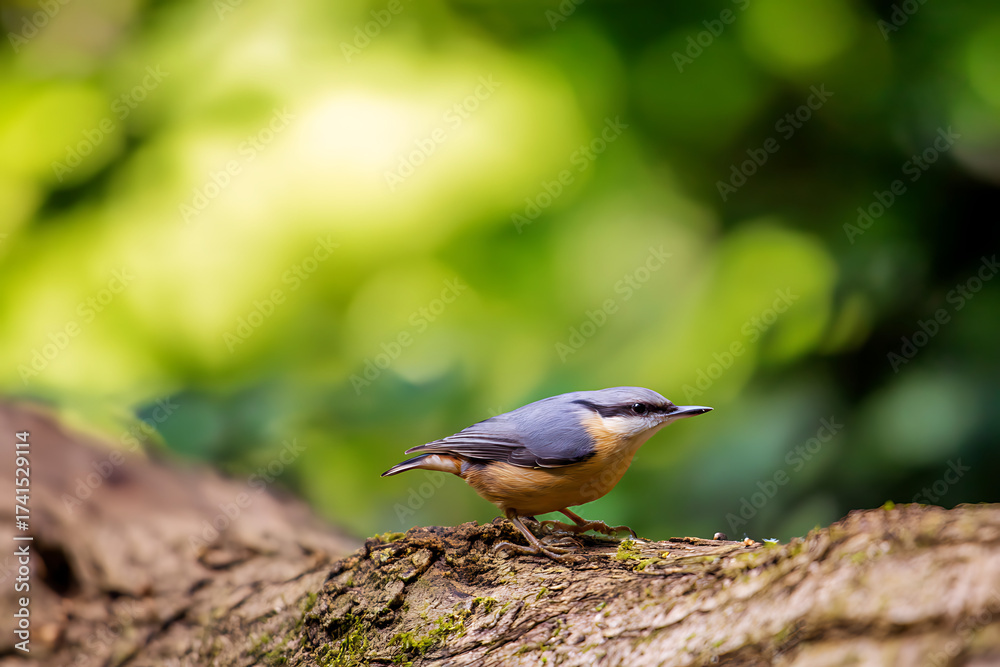 Obraz premium bird in nature