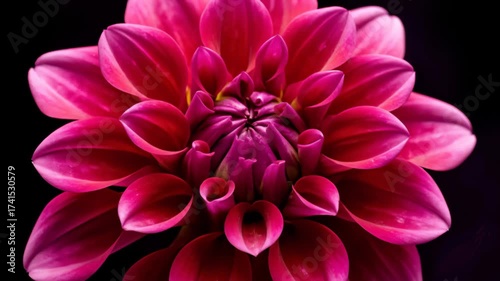 Vibrant Fuchsia Dahlia Bloom Reveals Intricate Petal Layers Up Close