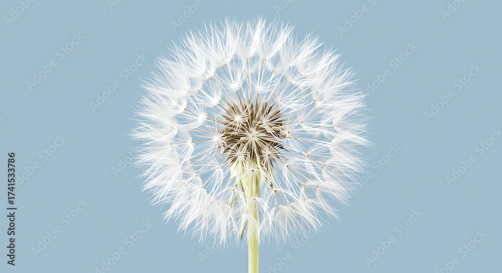 Fototapeta premium Tie dye closeup of a delicate dandelion seed head against a soft blue background for commercial usage