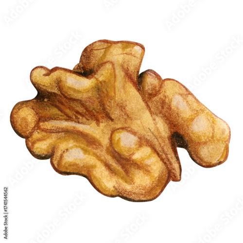 Watercolor Realistic Hand Drawn Walnut⁠
