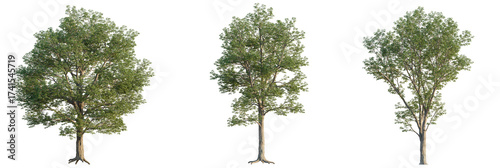 Cuadro en lienzo Prunus avium  tree cutout, front view, transparent background, isolate, Three lu