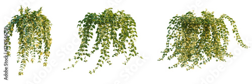 Foto Lysimachia nummularia  tree cutout, front view, transparent background, isolate, Lush cascading greenery with delicate yellow flowers, perfect for natural scenes