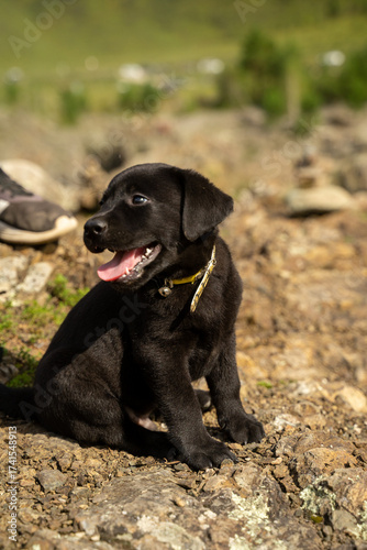 happy black Labrador puppy