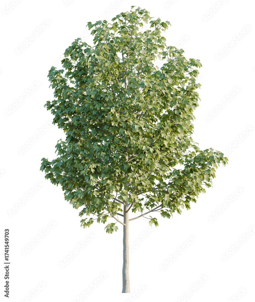 Fototapeta premium Acer tree cutout, front view, transparent background, isolate, Lush green deciduous tree with detailed foliage for landscaping and design