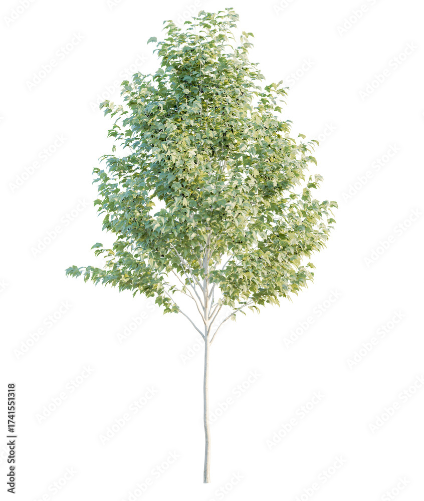 Obraz premium Platanus tree cutout, front view, transparent background, isolate, Lush green deciduous tree with light green leaves, perfect for nature scenes