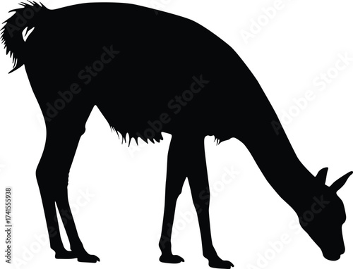 Black silhouette of a guanaco grazing with its head down isolated on white background silhouette