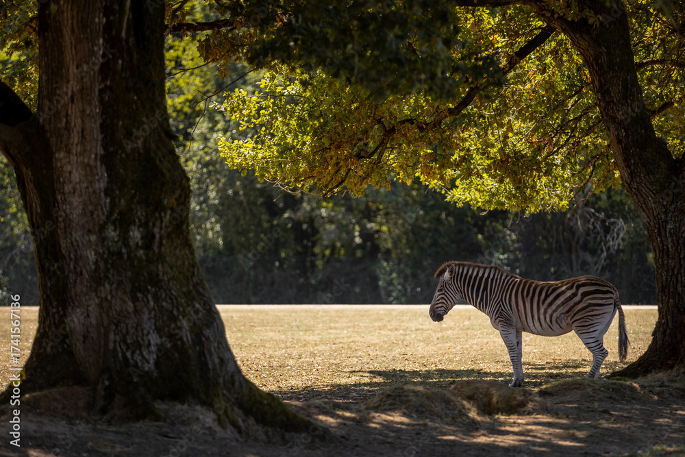 Fototapeta premium zebra in the woods
