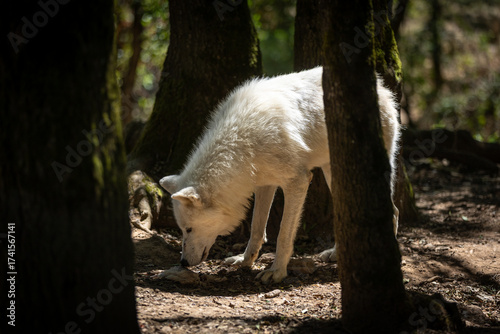 white wolf in the woods