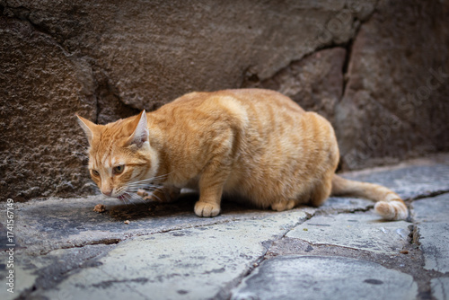 cat on a stone