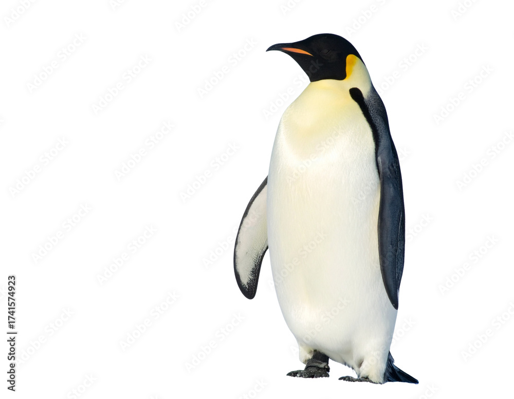 Fototapeta premium penguin isolated on white