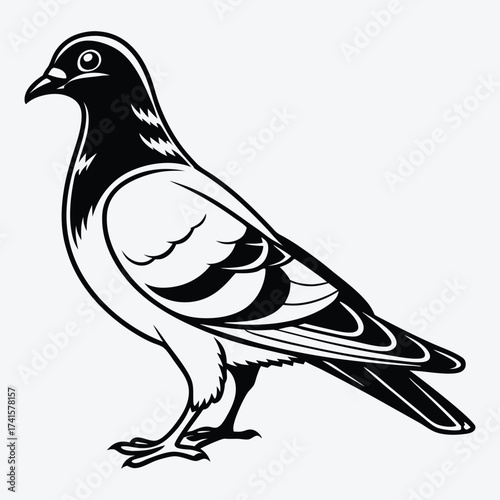 black and white pigeon standing, side view clip art preview