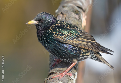Common starling (Sturnus vulgaris) looking for food and posing on a thick perch in cool spring morning 
