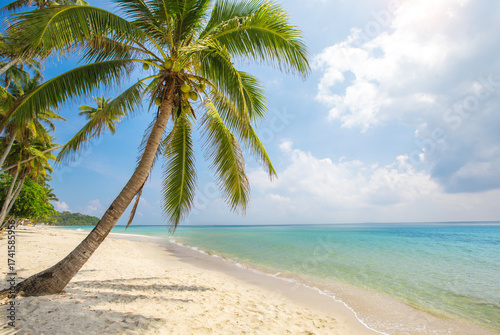 tropical beach with coconut palm