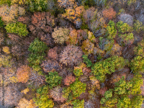 Drone view of a quickly changing colours of a forested fall scene