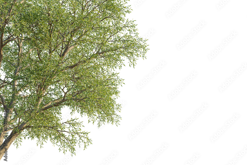 Fototapeta premium Salix matsudana tree corner view, cutout, transparent background, isolate, Realistic lush green tree branches with detailed leaves, perfect for design