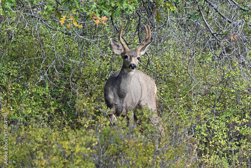 mule deer buck in velvet in Northern Utah mountains.
