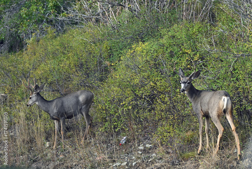 Mule deer bucks on mountainside in northern Utah