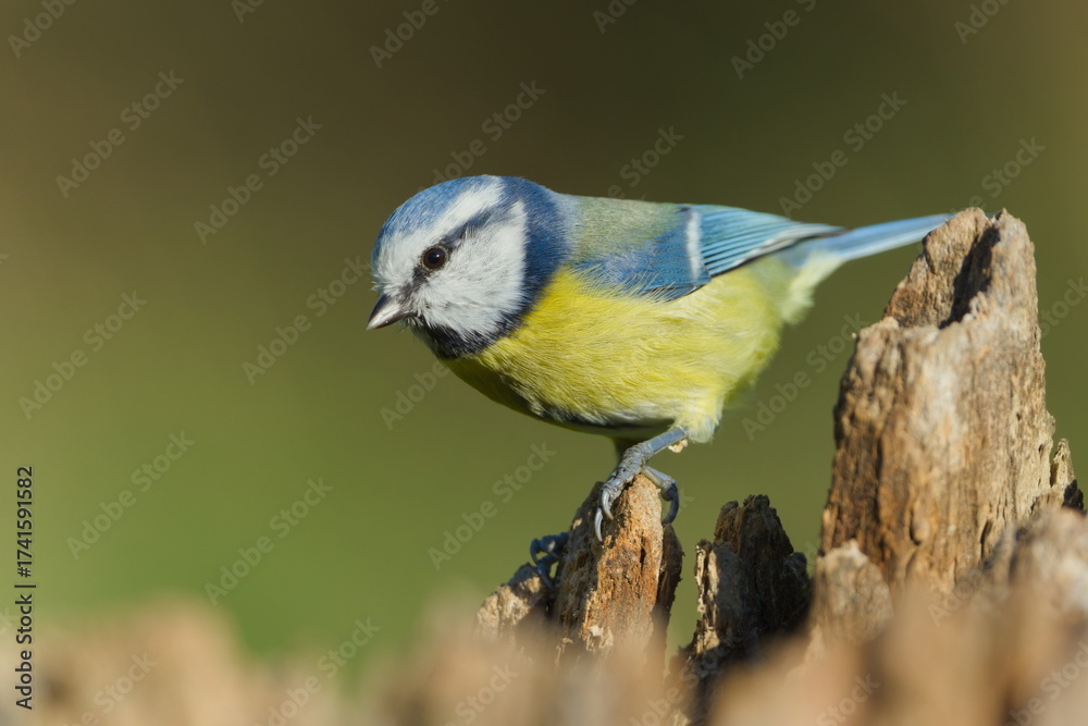 Obraz premium Eurasian Blue Tit (Cyanistes caeruleus) perched on a tree stump in sunlight, common bird species in the Czech Republic