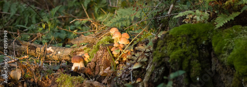 Mushroom in the forest, Boletus edulis in the forest, green forest landscape