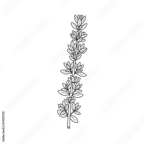Botanical Line Art: A minimalist illustration of a sprig of thyme showcasing the simple elegance of the herb. The finely detailed lines depict the leaves and stem, highlighting the natural beauty.