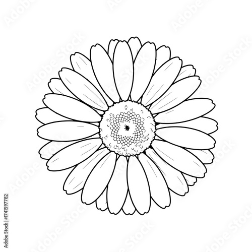 Daisy in Detail: A meticulously drawn illustration of a daisy, showcasing the intricate beauty of its petals and center, highlighting the delicate details and symmetrical pattern.