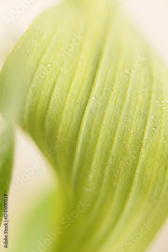 Smoke selective soft focus green leaf with water drops. Nature macro blur light beige neutral background.