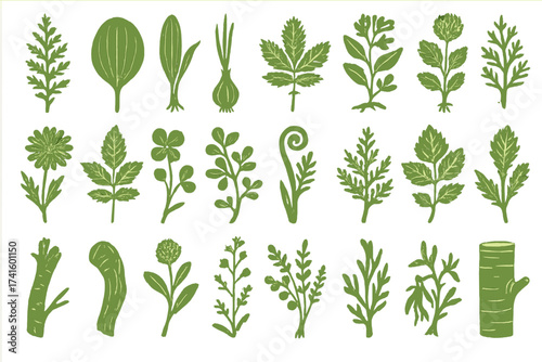 Various green herbs and plants illustrated in a simple style showcase nature's diversity and beauty in botanical art