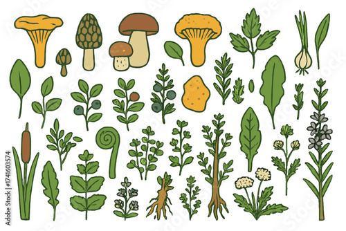 Collection of various herbs, mushrooms, and wild plants in a colorful botanical illustration