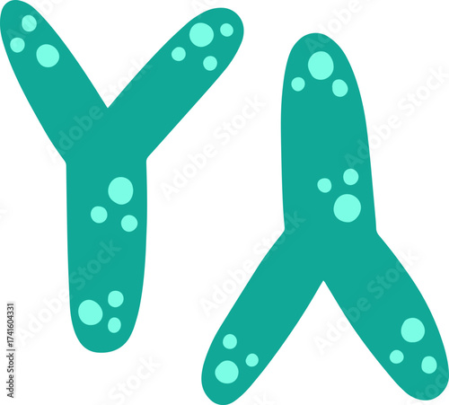 Y chromosome and X chromosome illustration for genetics
