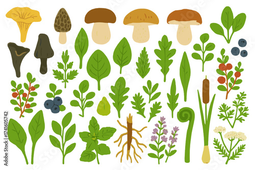 Various edible plants, mushrooms, and greens collected from the forest in springtime, showcasing nature's bounty