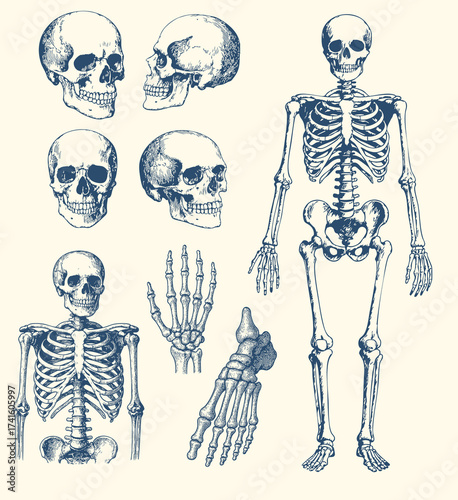 Detailed vintage human skeleton and skull vector illustration. Anatomical engraving style perfect for medical posters, tattoo art, Halloween designs, and educational graphics