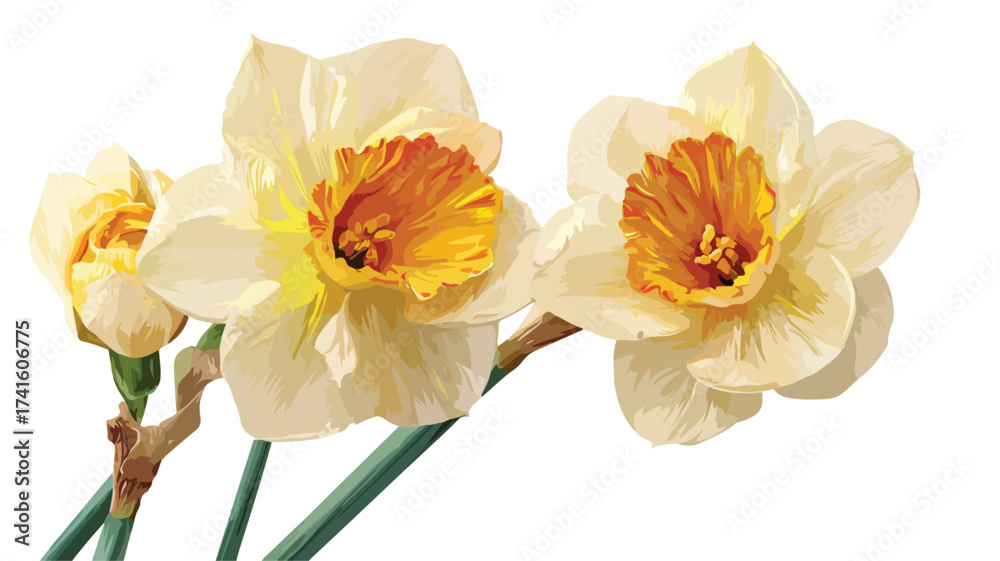 Fototapeta premium Elegant Daffodil Vector Design for Stock Use
