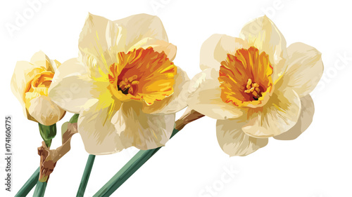 Elegant Daffodil Vector Design for Stock Use