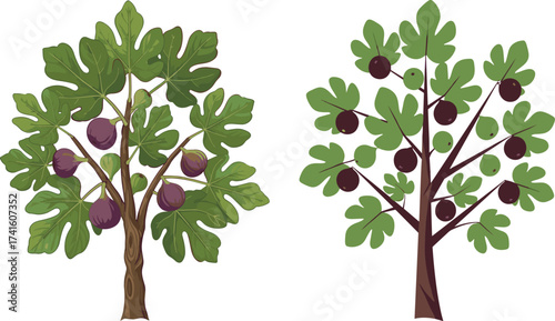 Fig tree illustration, botanical art design, realistic and stylized tree, green leaves with purple figs, nature drawing