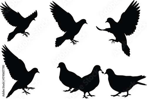 Pigeon bird silhouettes, flying pigeons, walking pigeons, urban wildlife, bird illustration, flightless design, animal graphic, nature art, city birds, biodiversity