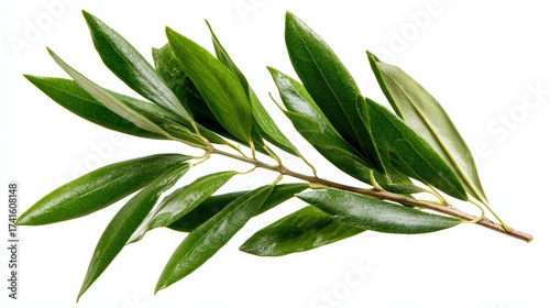 Green olive branch with vibrant leaves isolated on white background