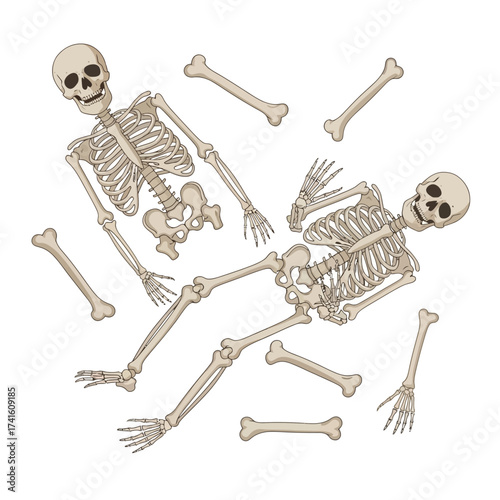 Two cartoon human skeletons and scattered bones illustration.