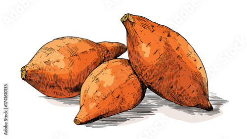 Fresh Sweet Potato Vector Design with Outline - Vibrant and Realistic Vegetable Illustration for Graphics Projects
