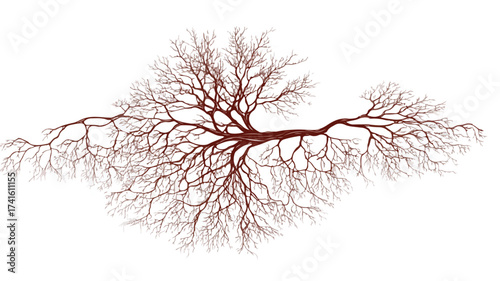 Human Arterial System Resembles Tree Roots in Vein Diagram