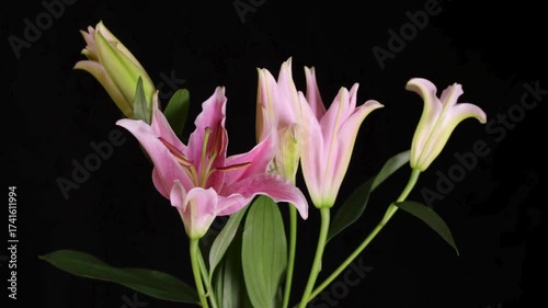 flowers time lapse video
