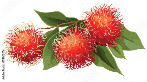 Vibrant Rambutan Fruit Vector Design - Art Image