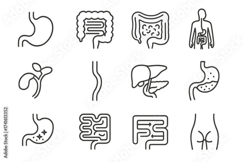Digestive System Icons. Outline vector icons of digestive anatomy for medical learning: anatomical stomach,
