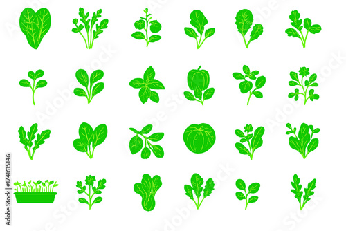 Diverse collection of green leafy vegetables and herbs in a simple, colorful arrangement suitable for educational purposes