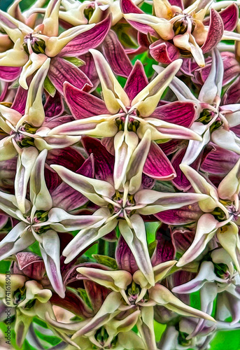 Close-up of showy milkweed wildflowers