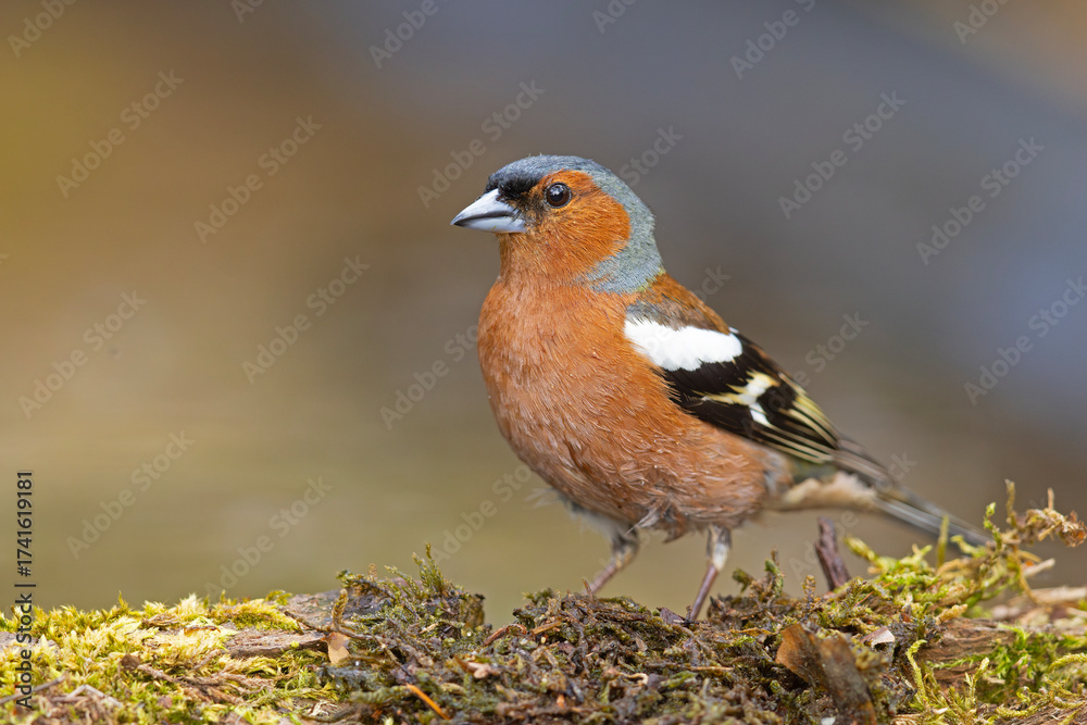 Fototapeta premium Zięba (Fringilla coelebs)