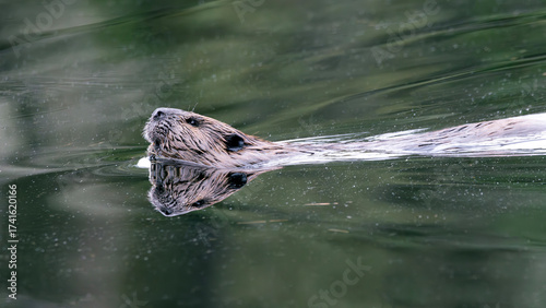 North American beaver Castor canadensis on the alert as it skims the shore line