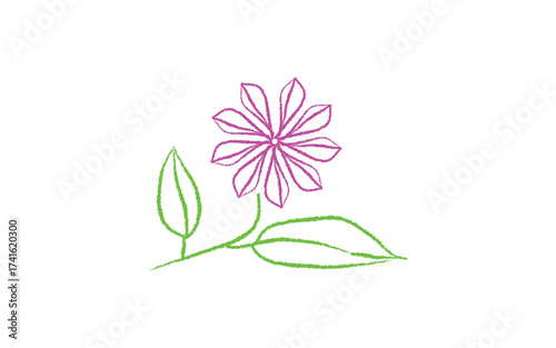 pink flower on white background