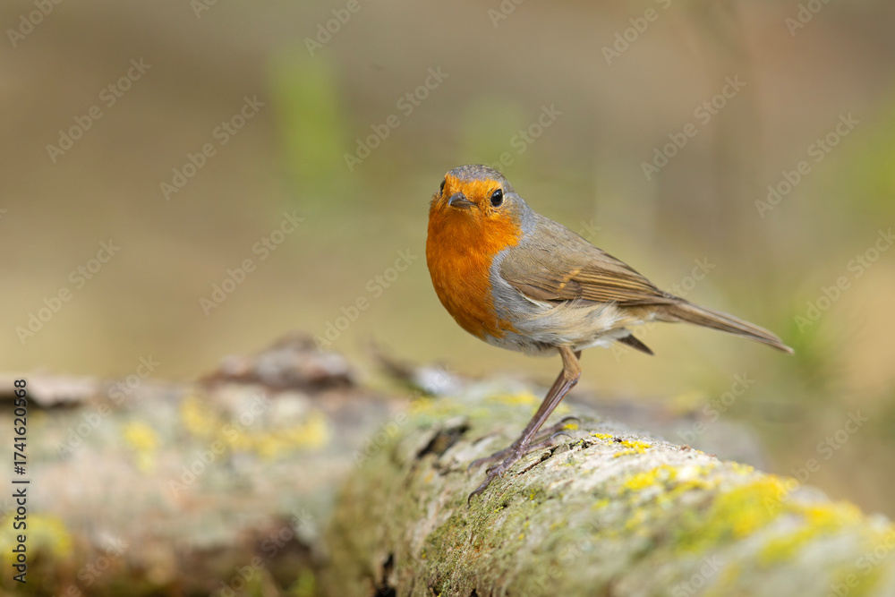 Fototapeta premium Rudzik (Erithacus rubecula)